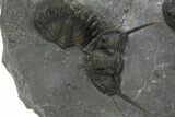 Cyphaspis Walteri With Gerastos Trilobite - Mrakib, Morocco #315944-3